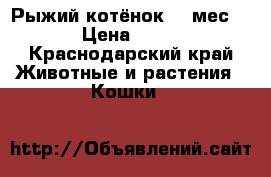 Рыжий котёнок  1 мес.  › Цена ­ 500 - Краснодарский край Животные и растения » Кошки   